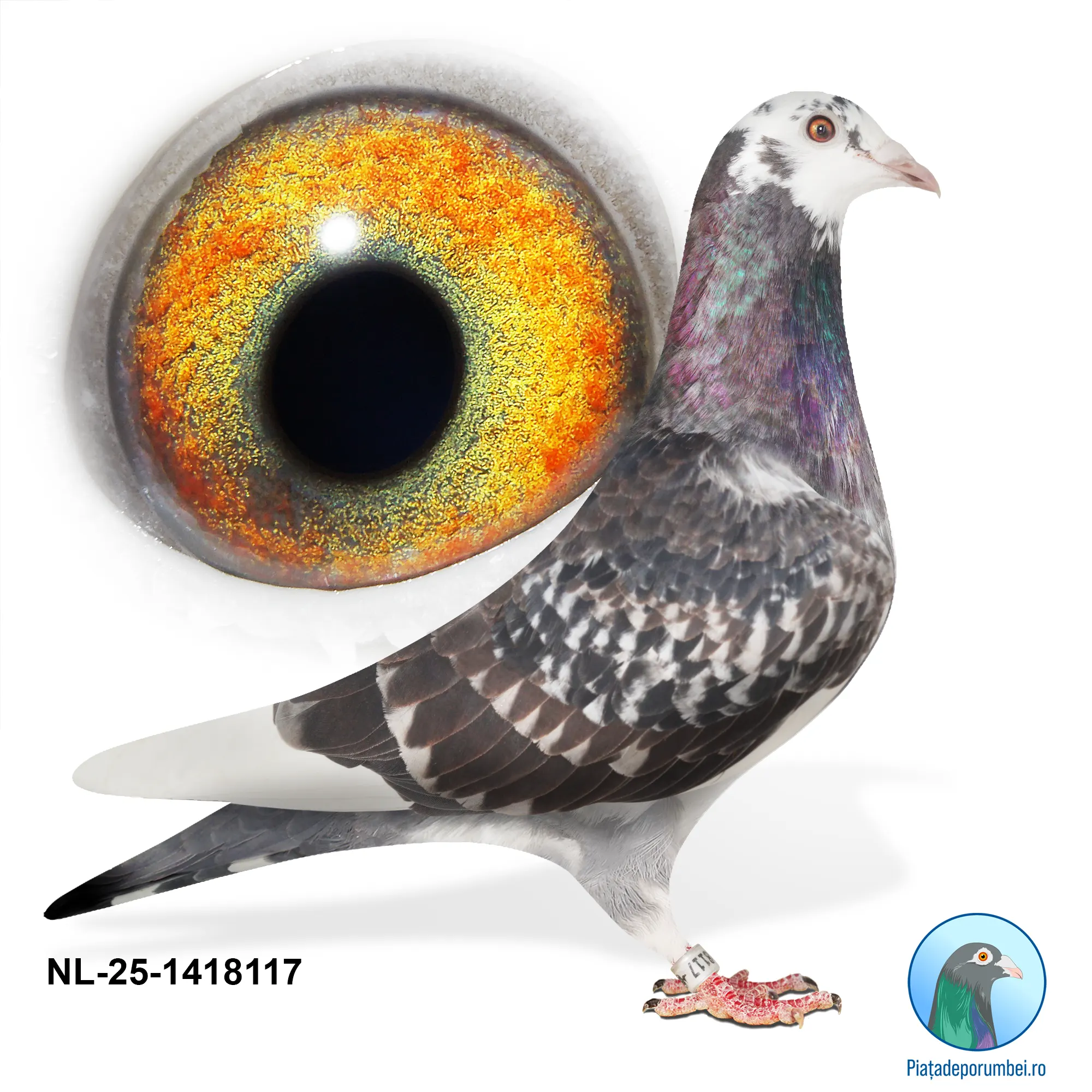 NL-25-1418117 F