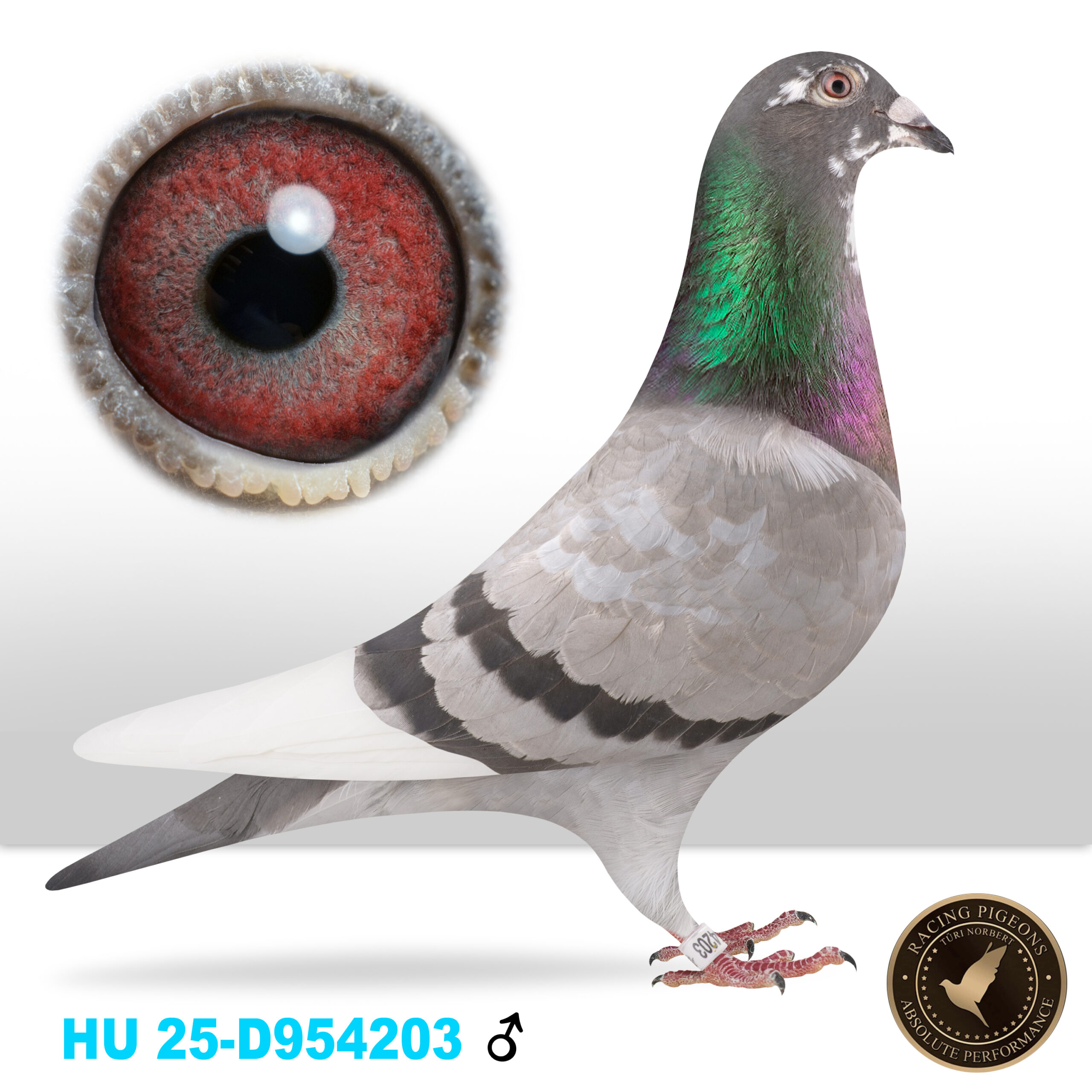 HU 25-D954203 male