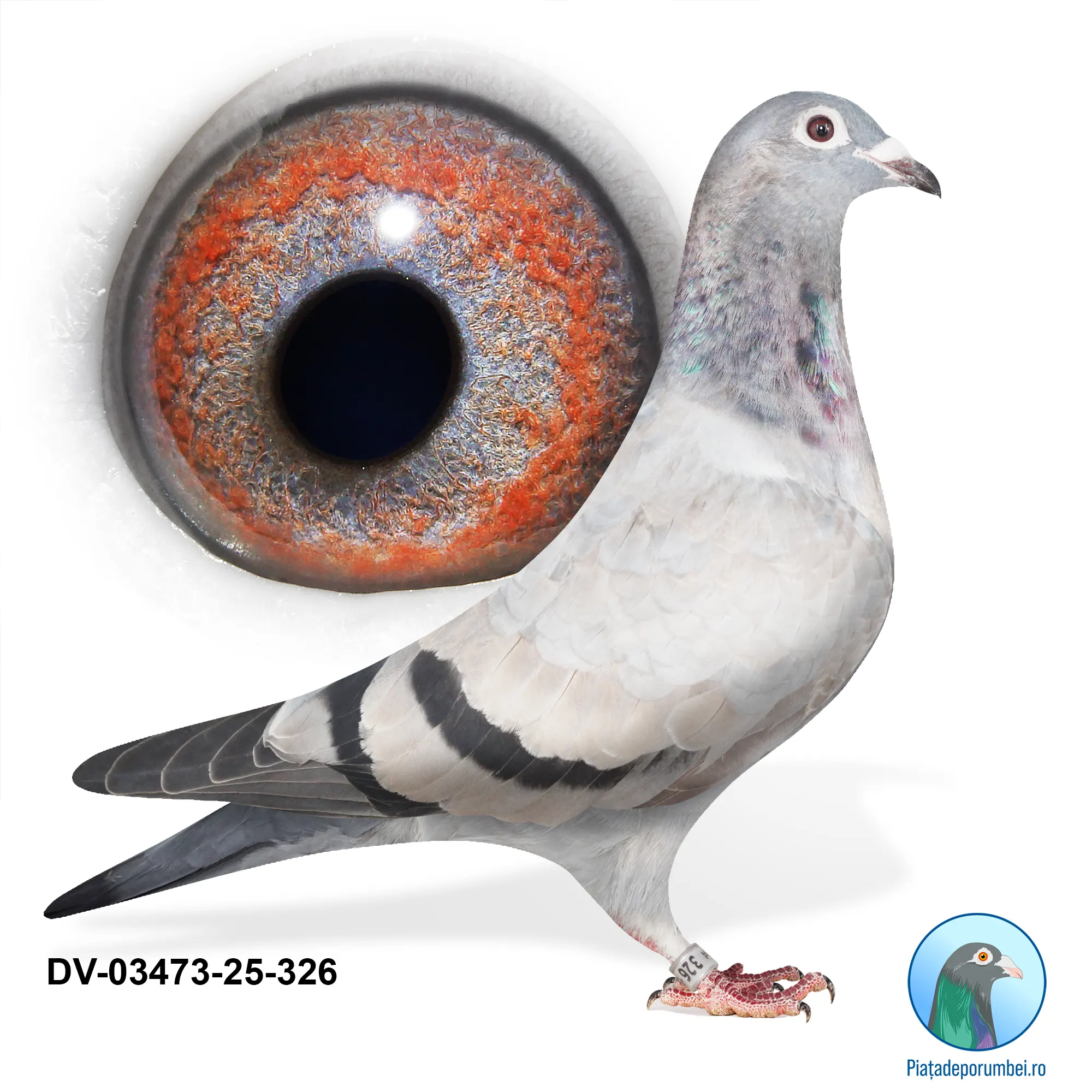 DV-03473-25-326 F