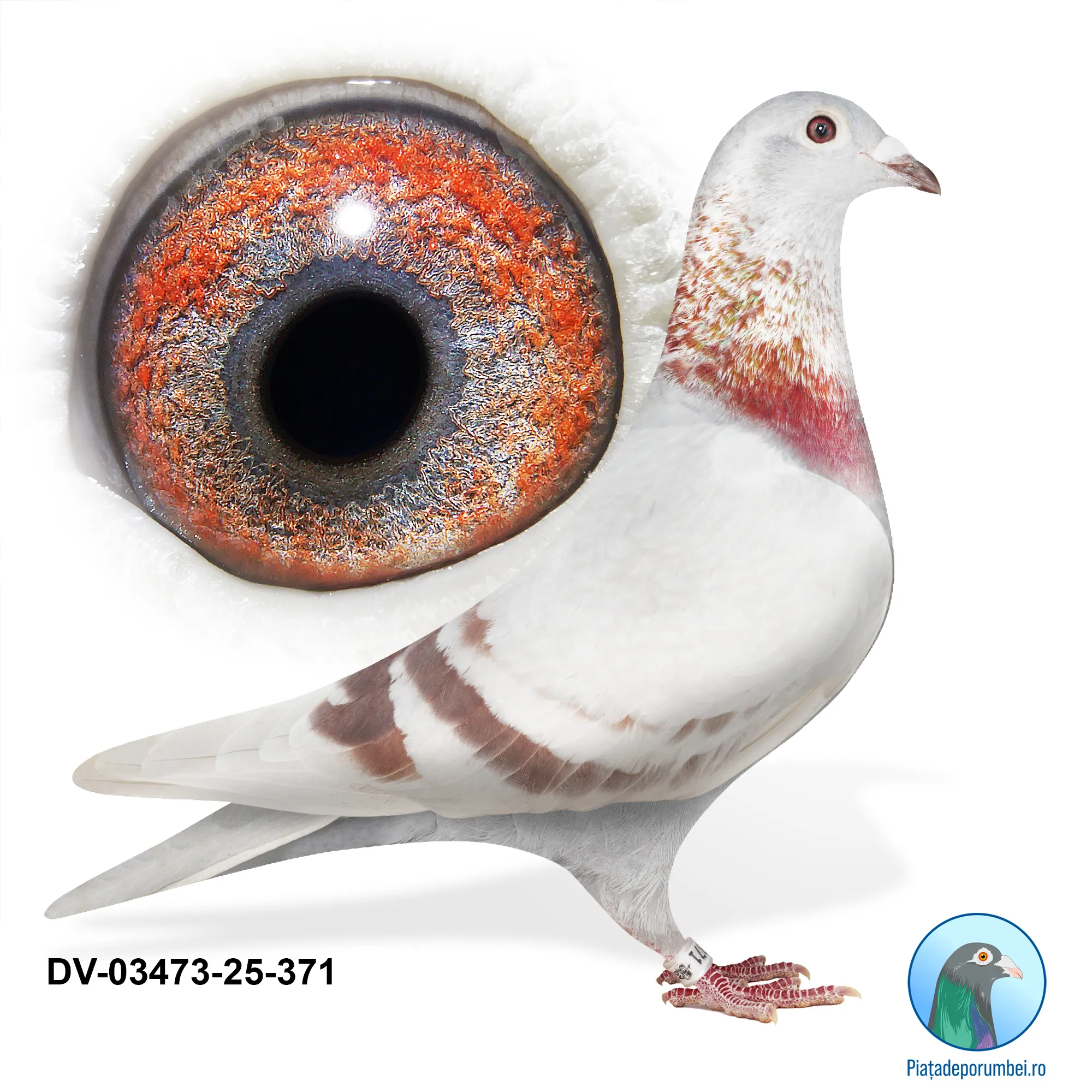 DV-03473-25-371 F