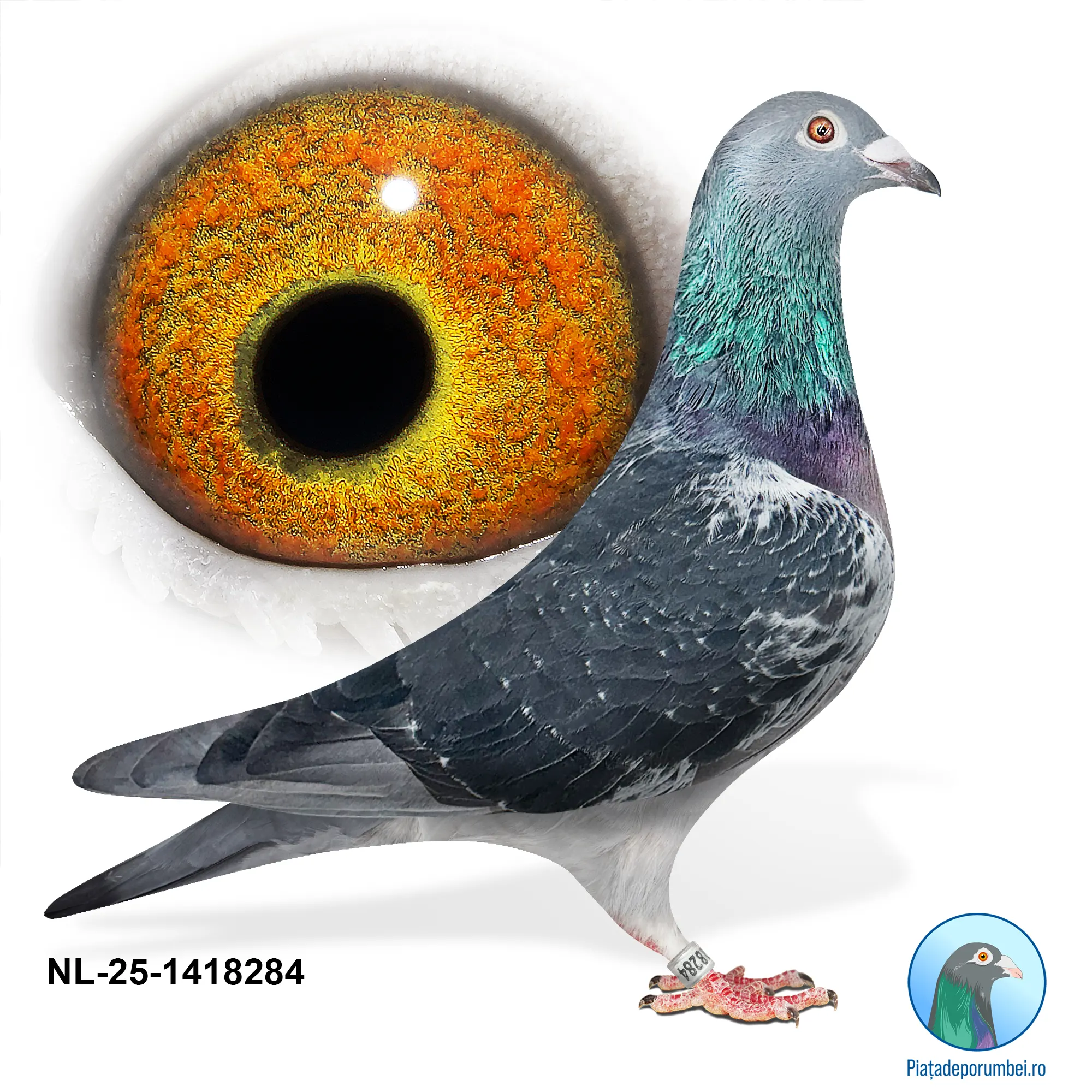 NL-25-1418284 F