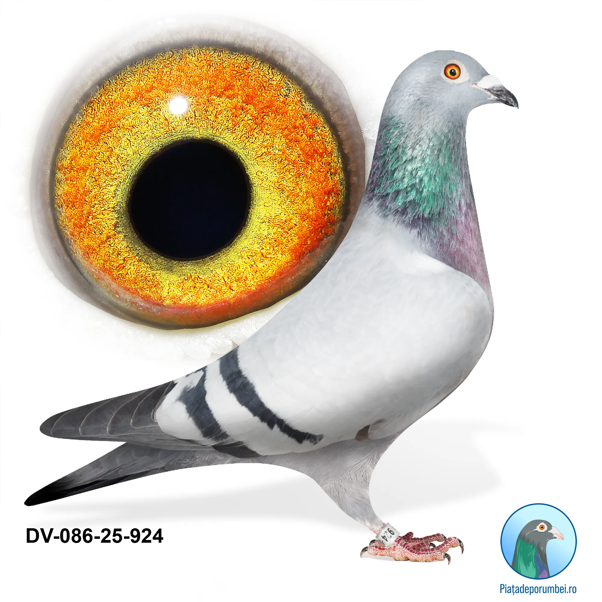 DV-086-25-924 M