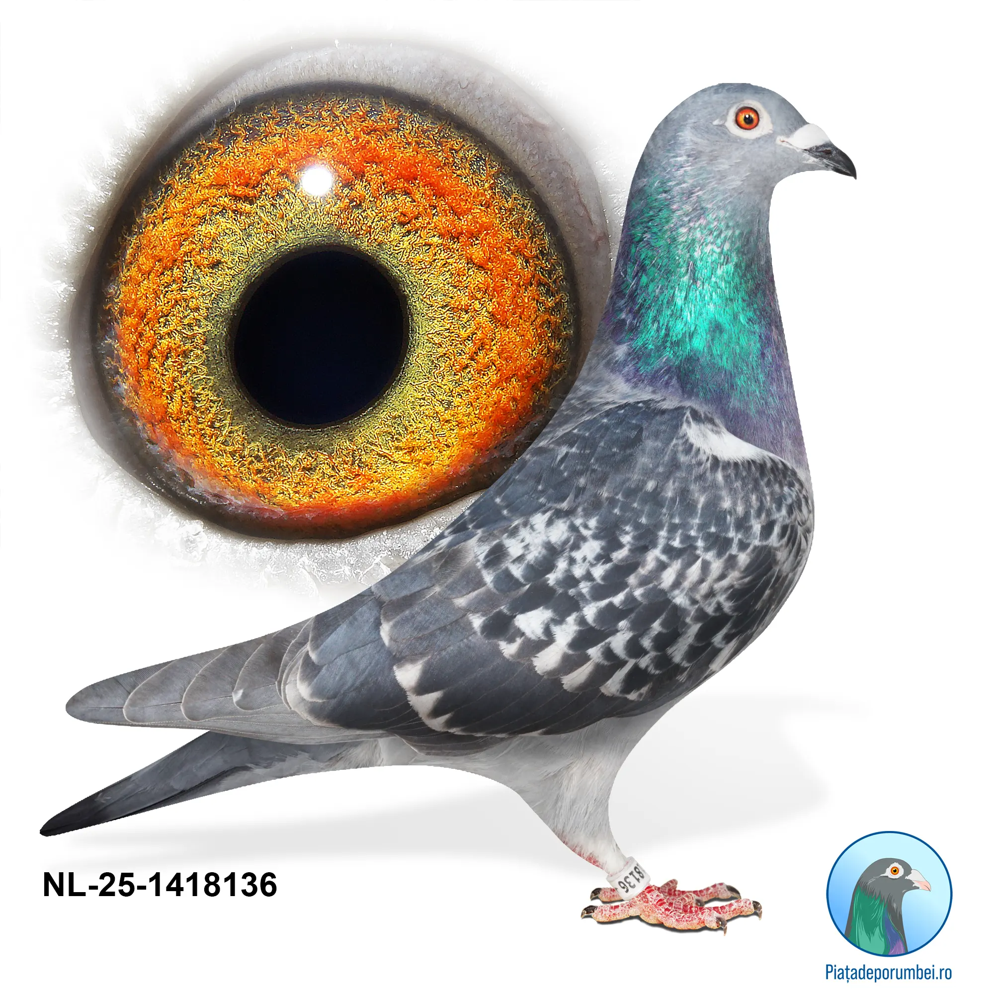 NL-25-1418136 M