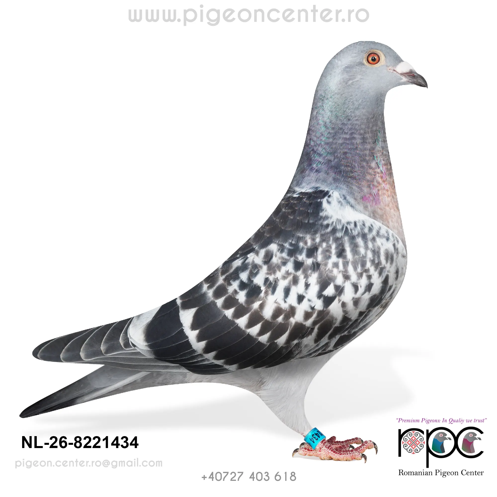 NL-26-8221434 M