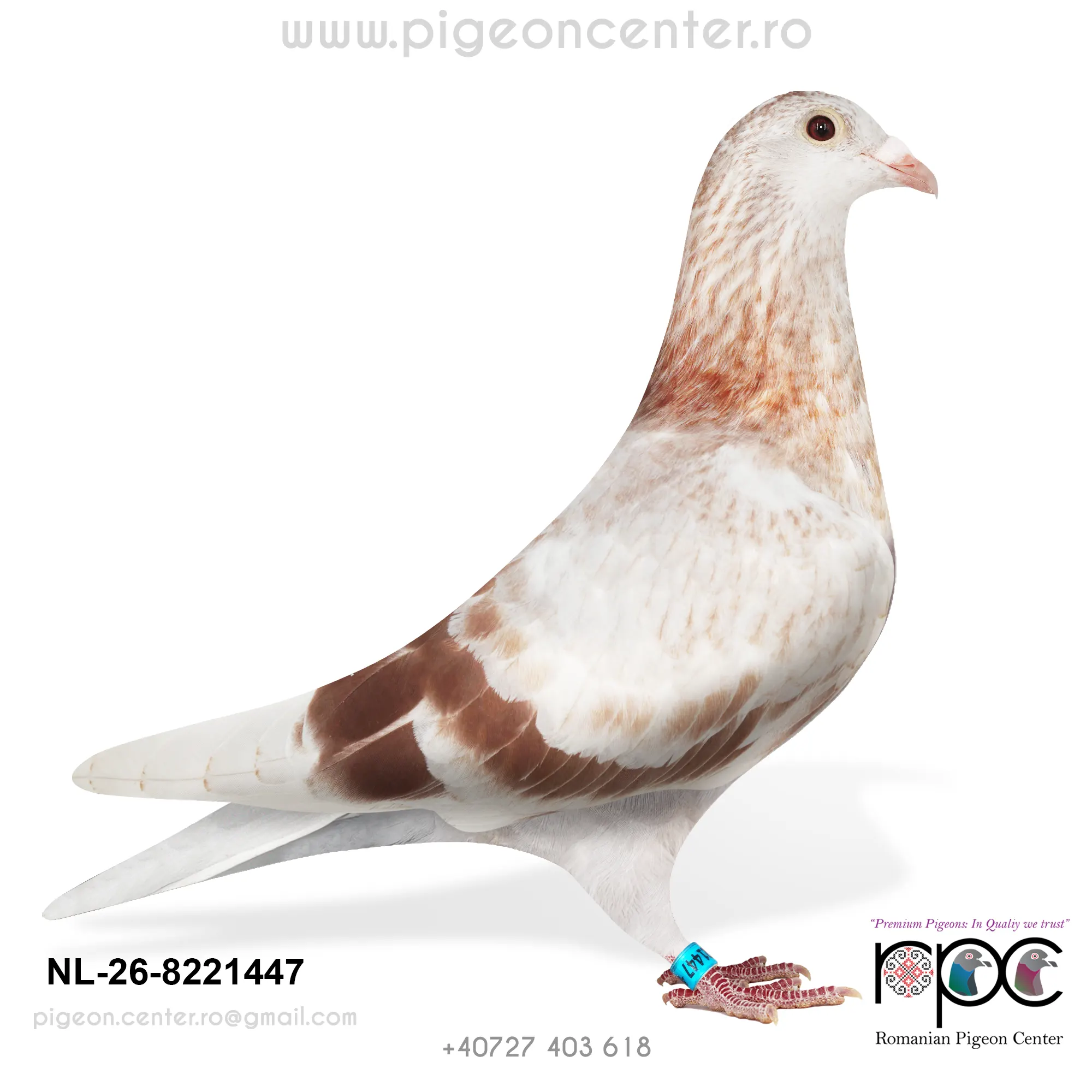 NL-26-8221447 M
